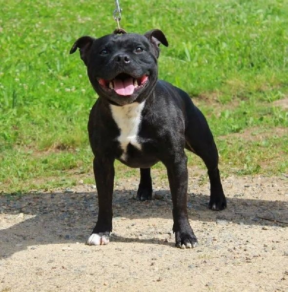 accueil-elevage-de-stafford-del-diablo-eleveur-de-chiens